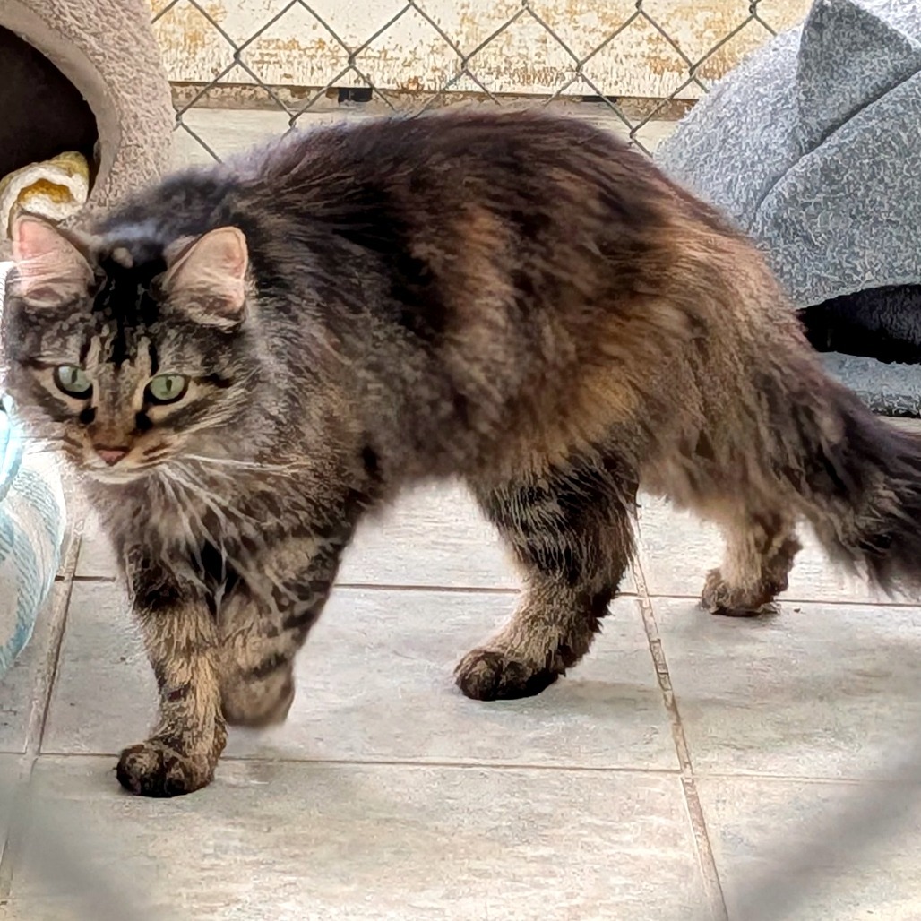 Double Fudge Brownie