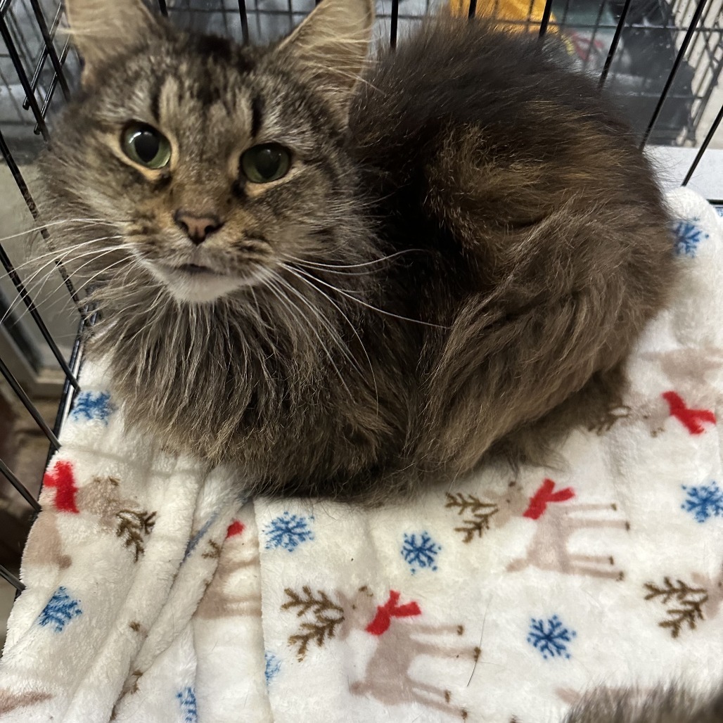 Double Fudge Brownie