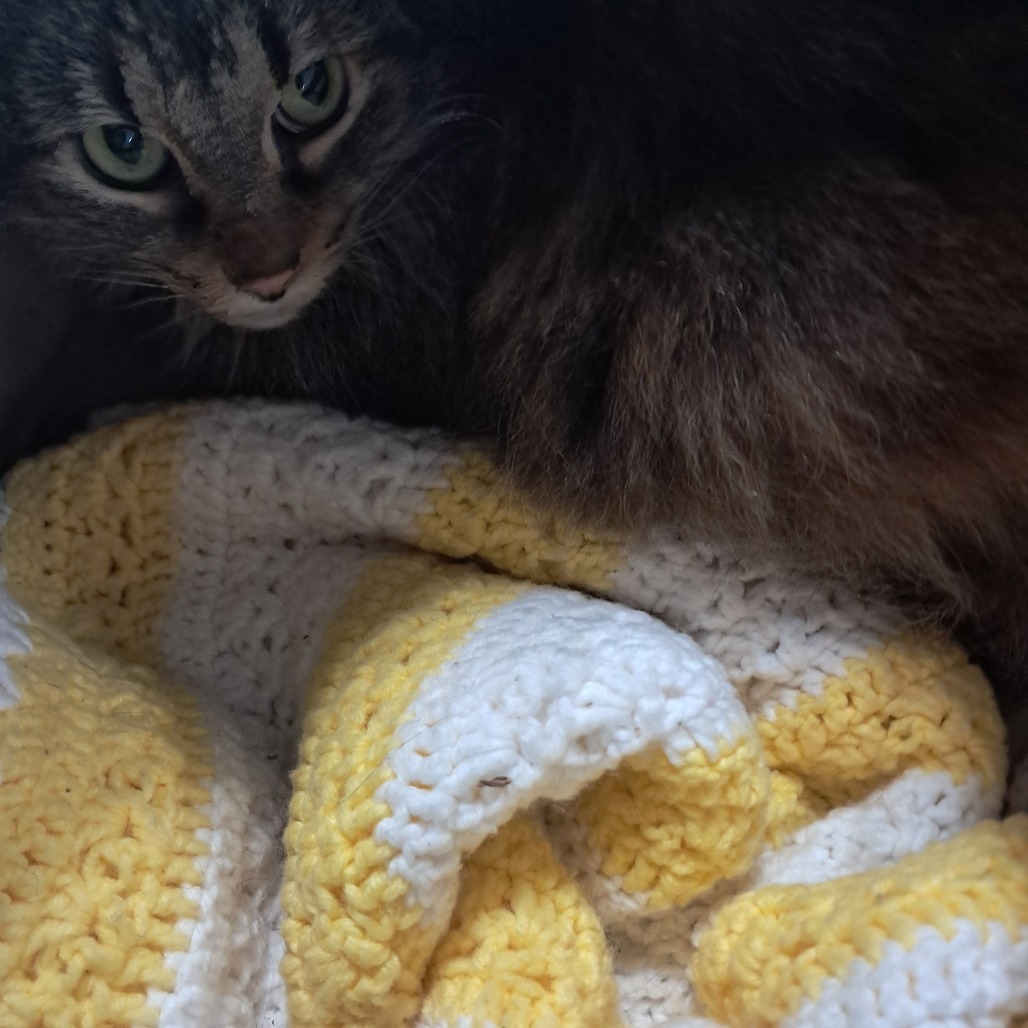 Double Fudge Brownie