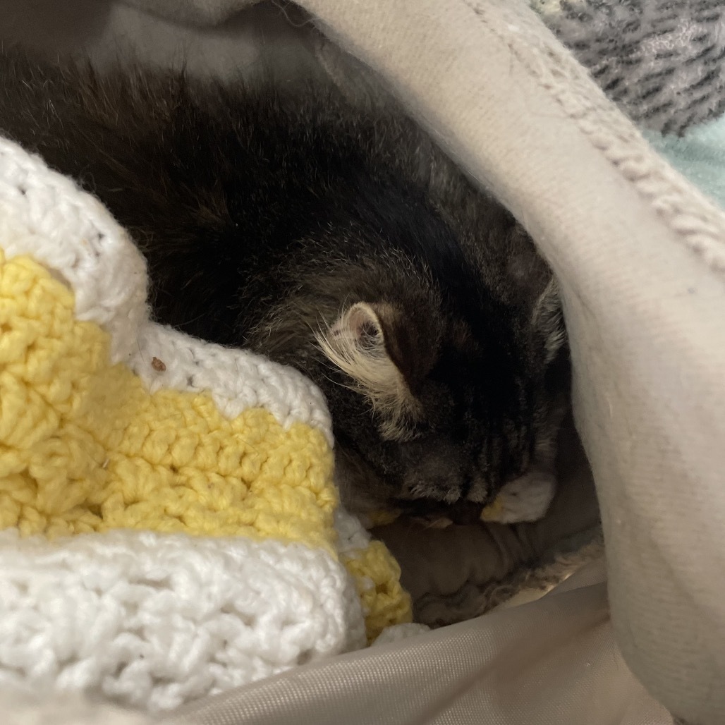 Double Fudge Brownie