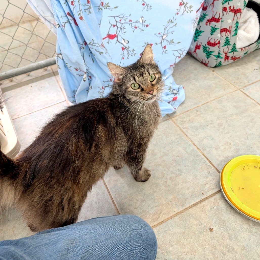 Double Fudge Brownie