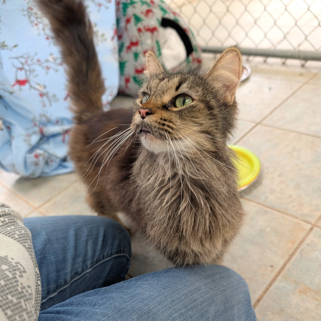 Double Fudge Brownie