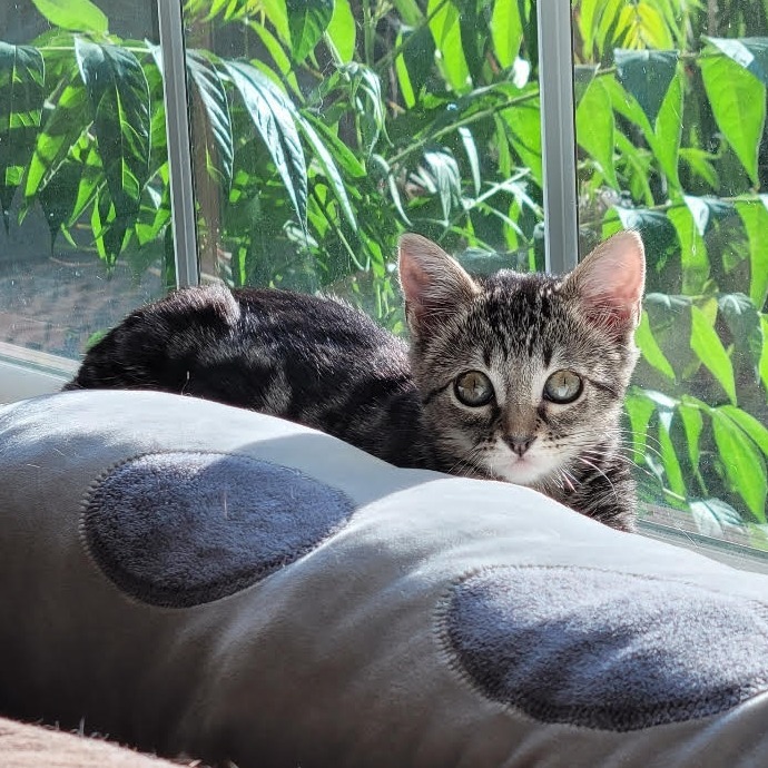 Lily