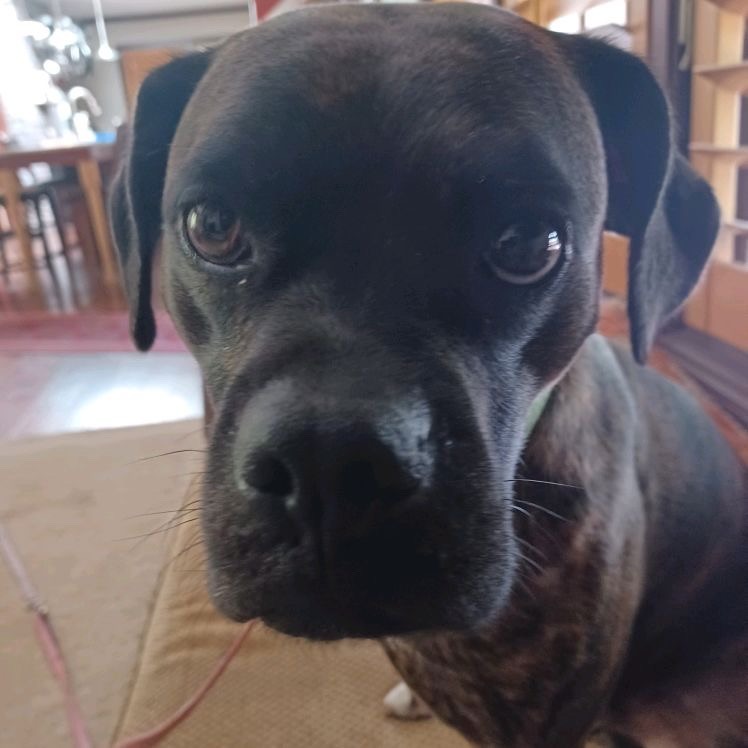 Duke