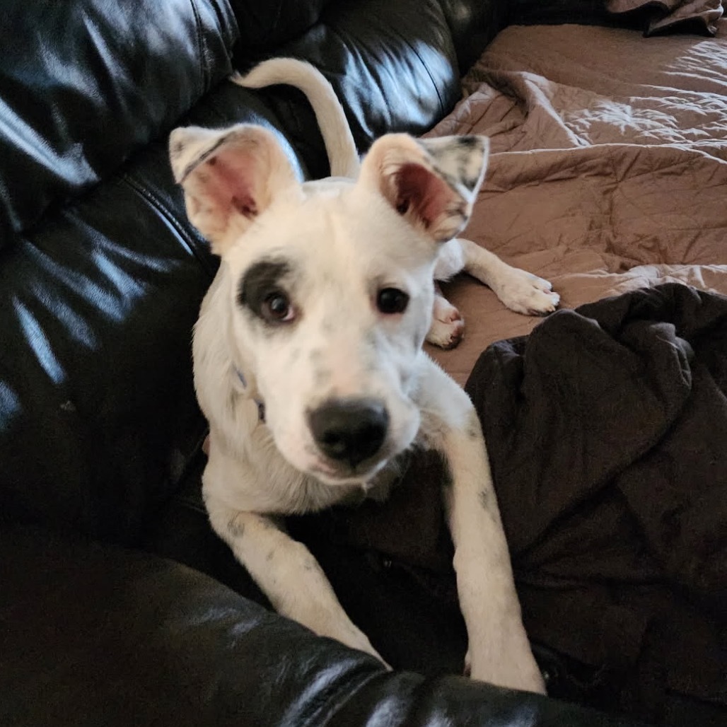 Parker, an adoptable Mixed Breed in Moab, UT, 84532 | Photo Image 1