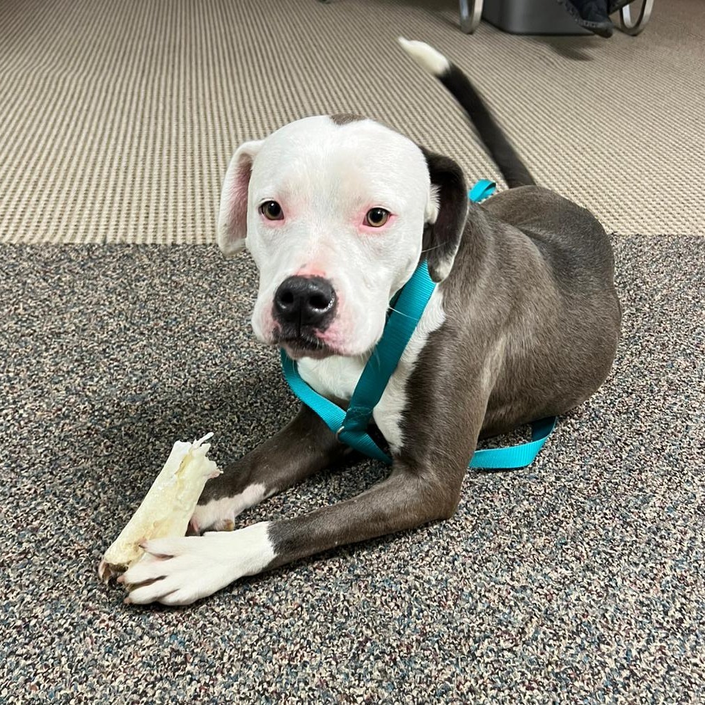 Elvis