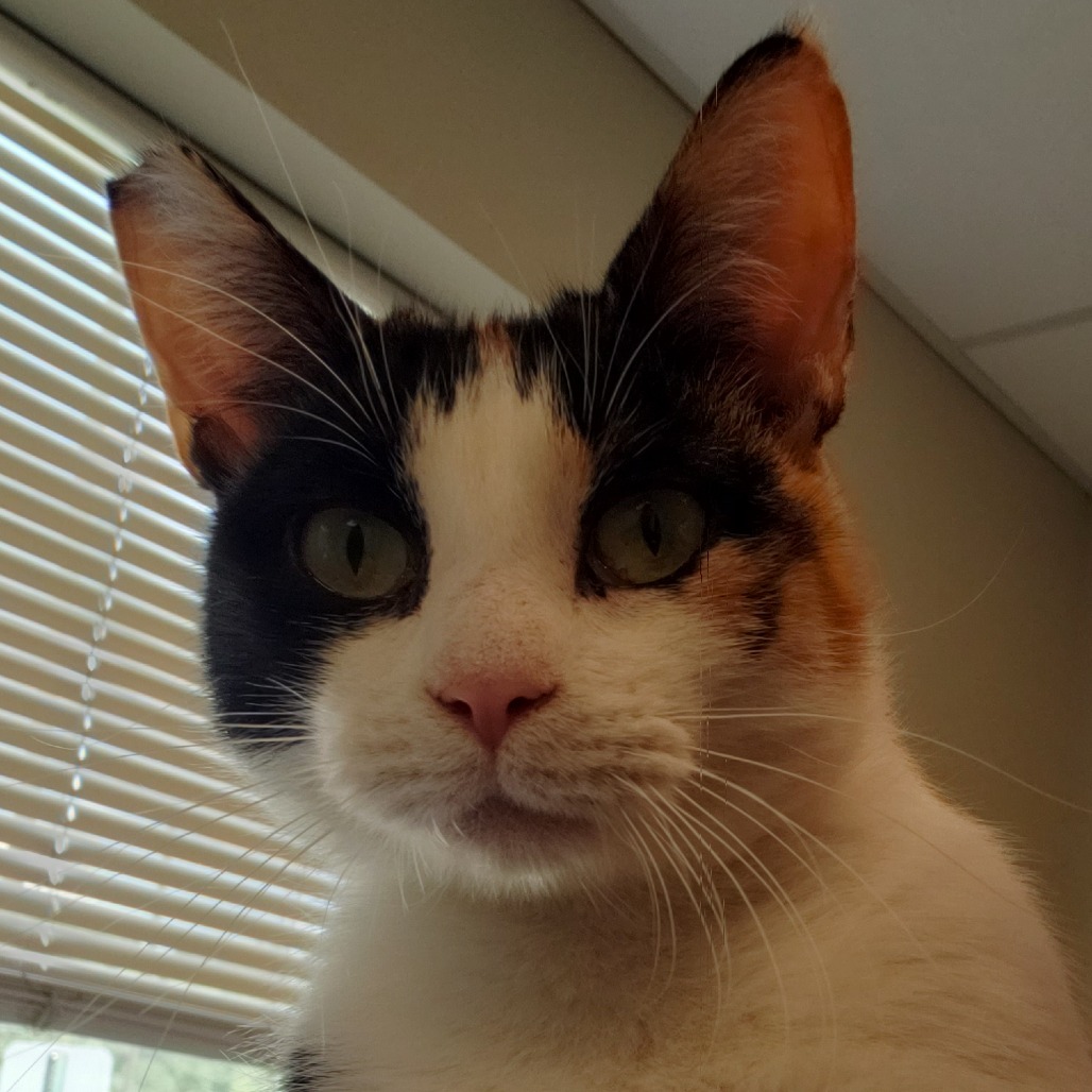 Evie