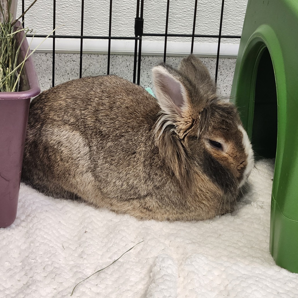 Beau