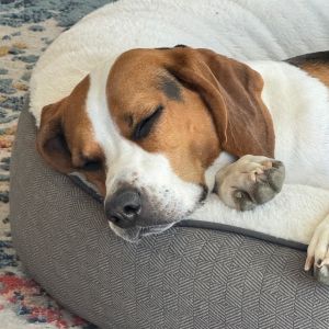 Daisy
