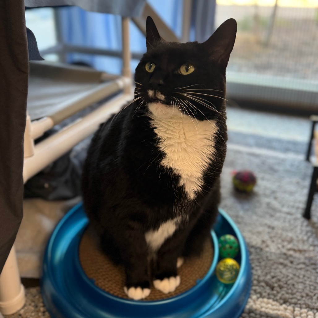 Kells (Holland Cat Cove)