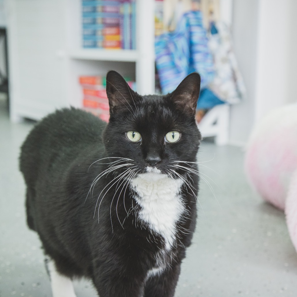 Kells (Holland Cat Cove)