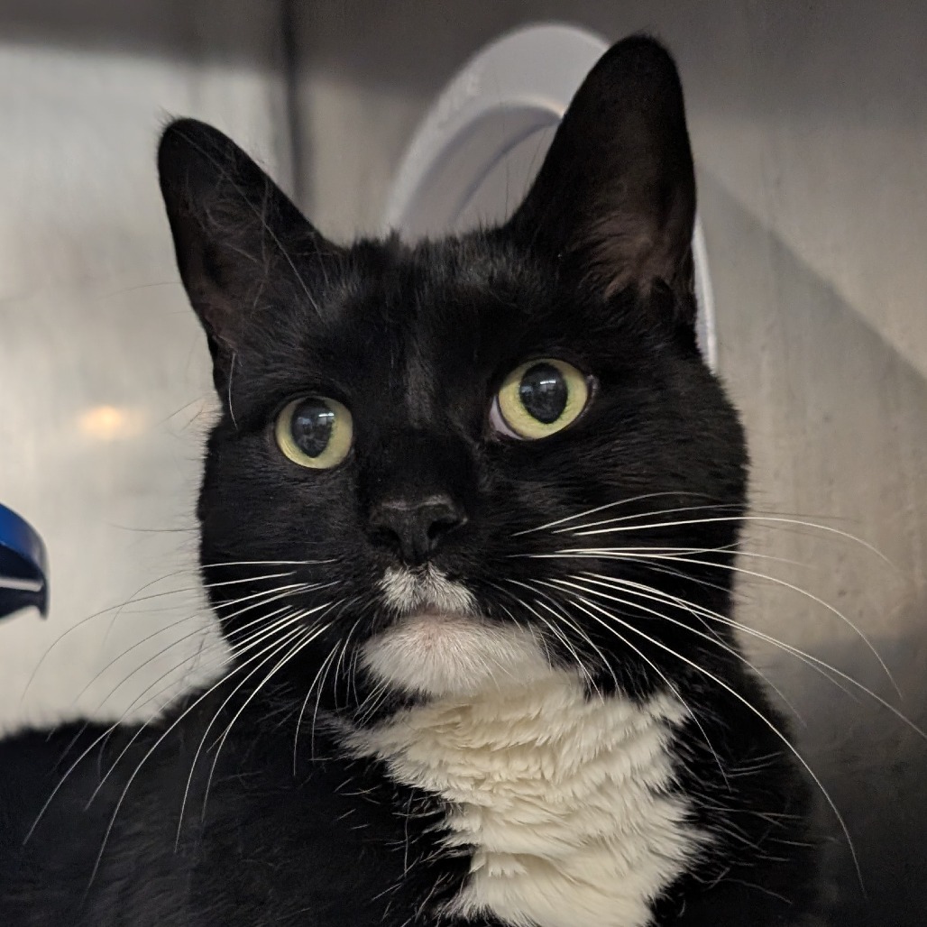 Kells (Holland Cat Cove)