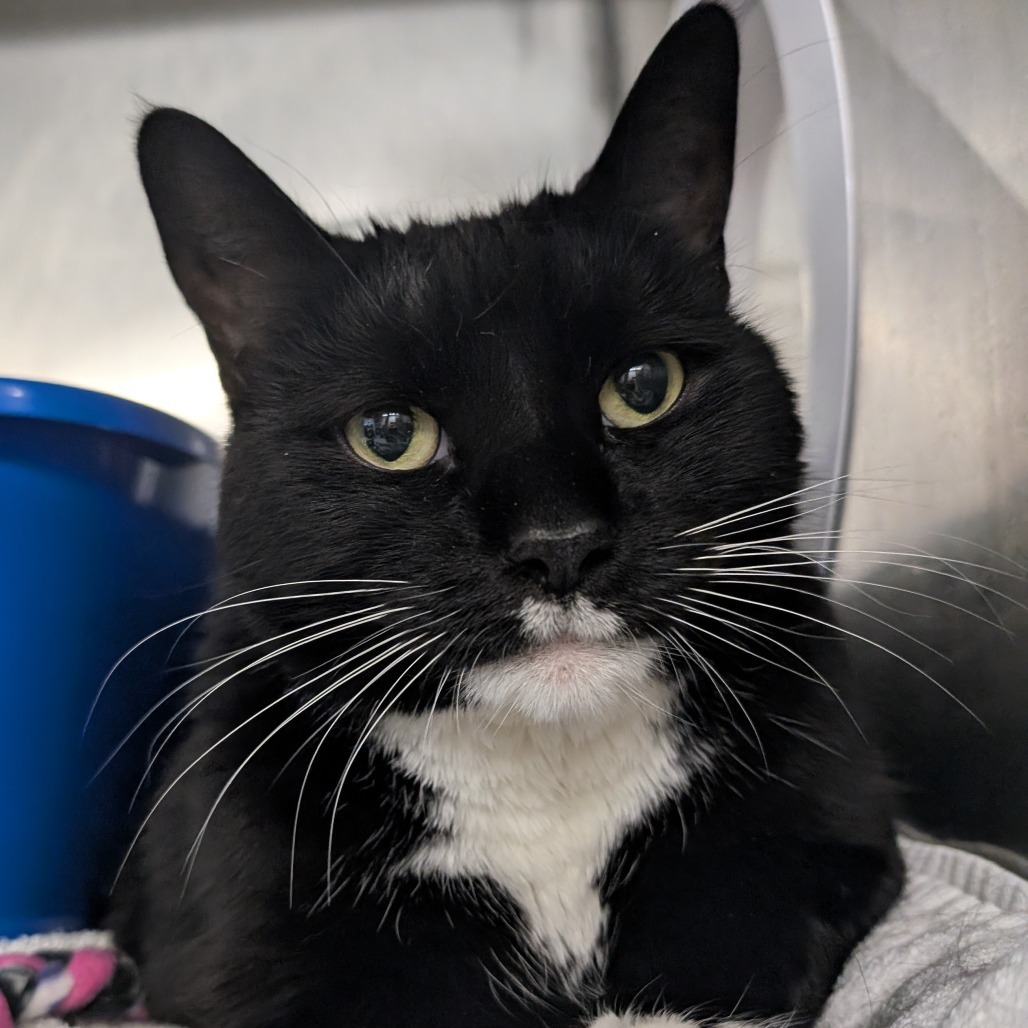 Kells (Holland Cat Cove)