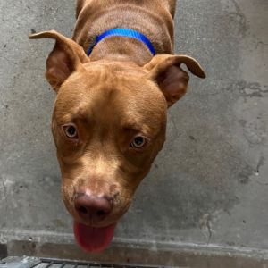Henry A2213469