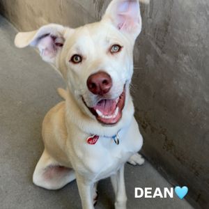 Dean A2209669