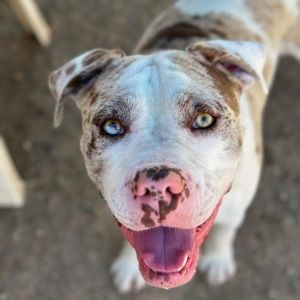 Bodhi A2214091