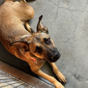 Madam A2212177