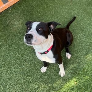 Molly A2194702