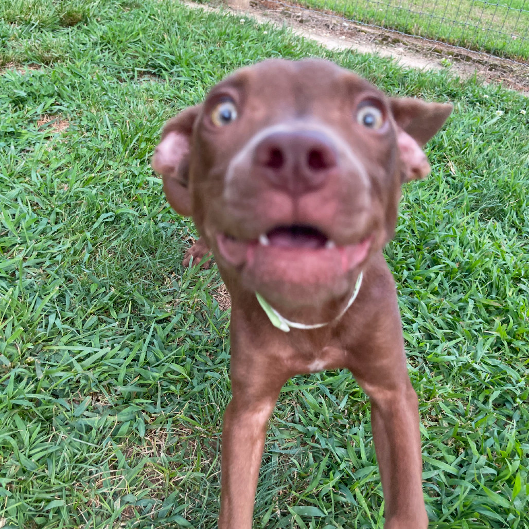 Mable