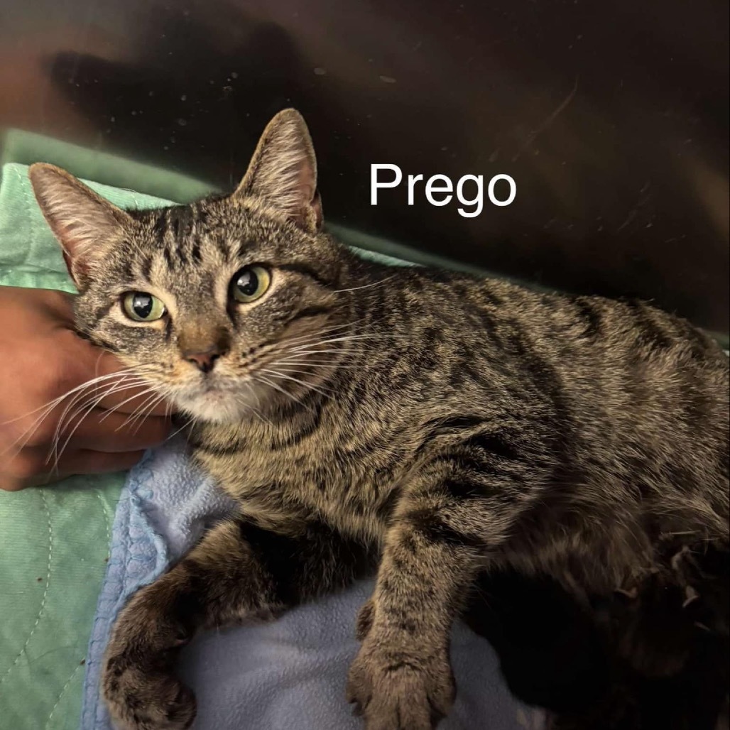 Prego