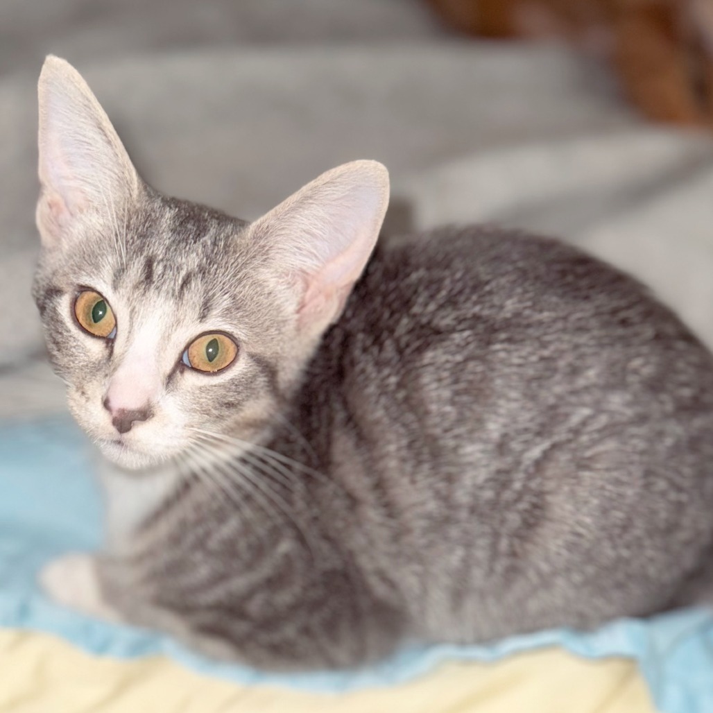 Boris