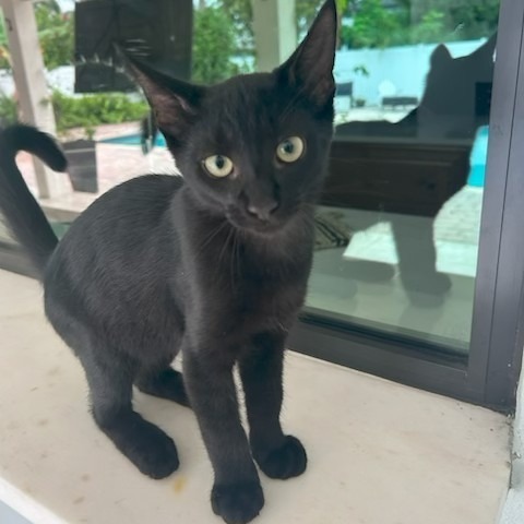 Vader