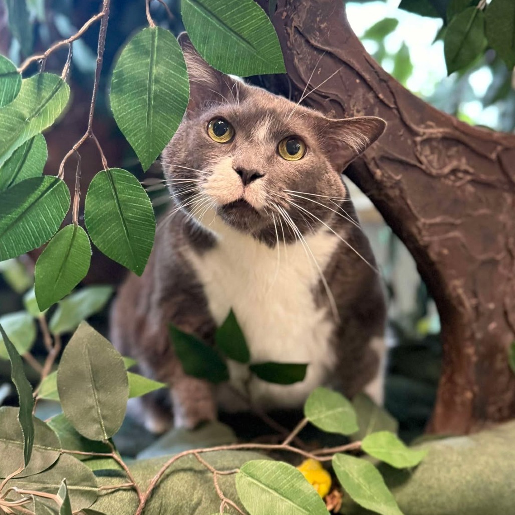 Bell 250788, an adoptable Domestic Short Hair in Escanaba, MI, 49829 | Photo Image 3