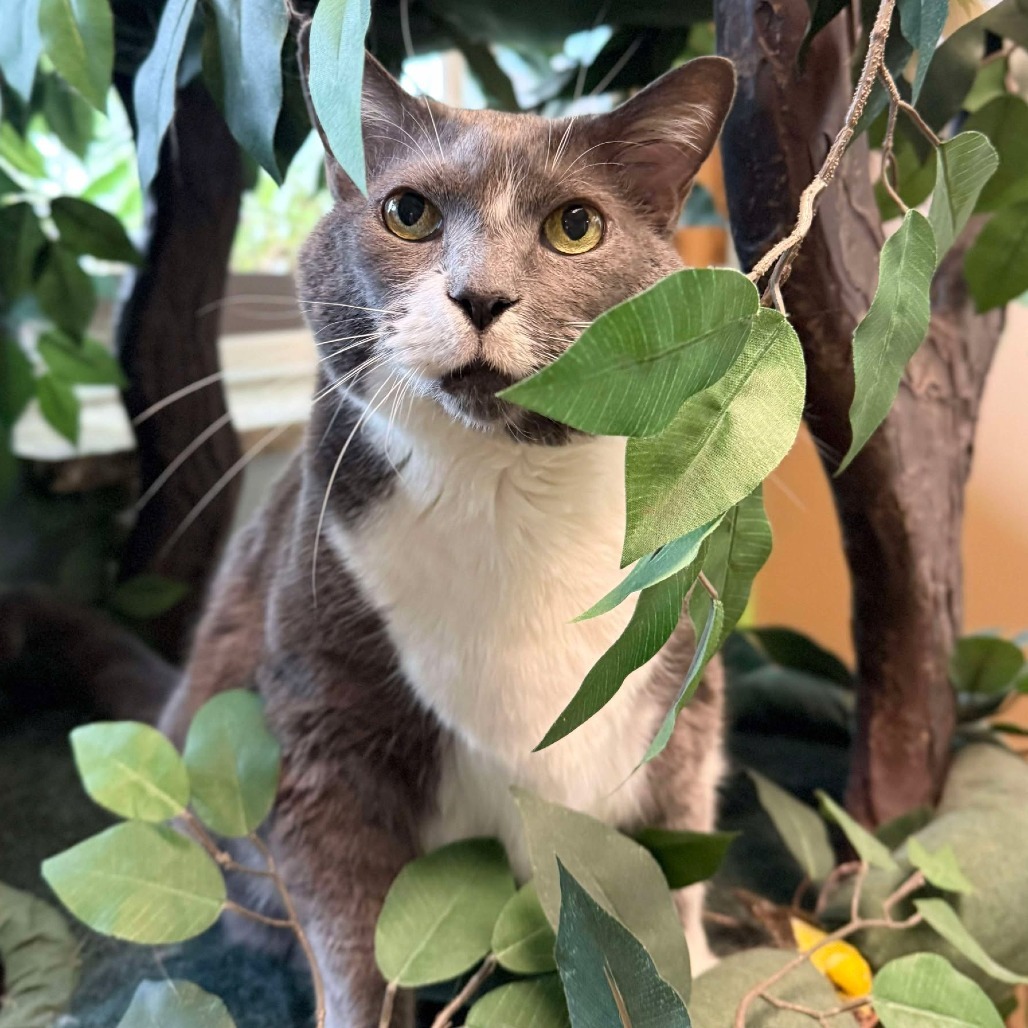 Bell 250788, an adoptable Domestic Short Hair in Escanaba, MI, 49829 | Photo Image 4