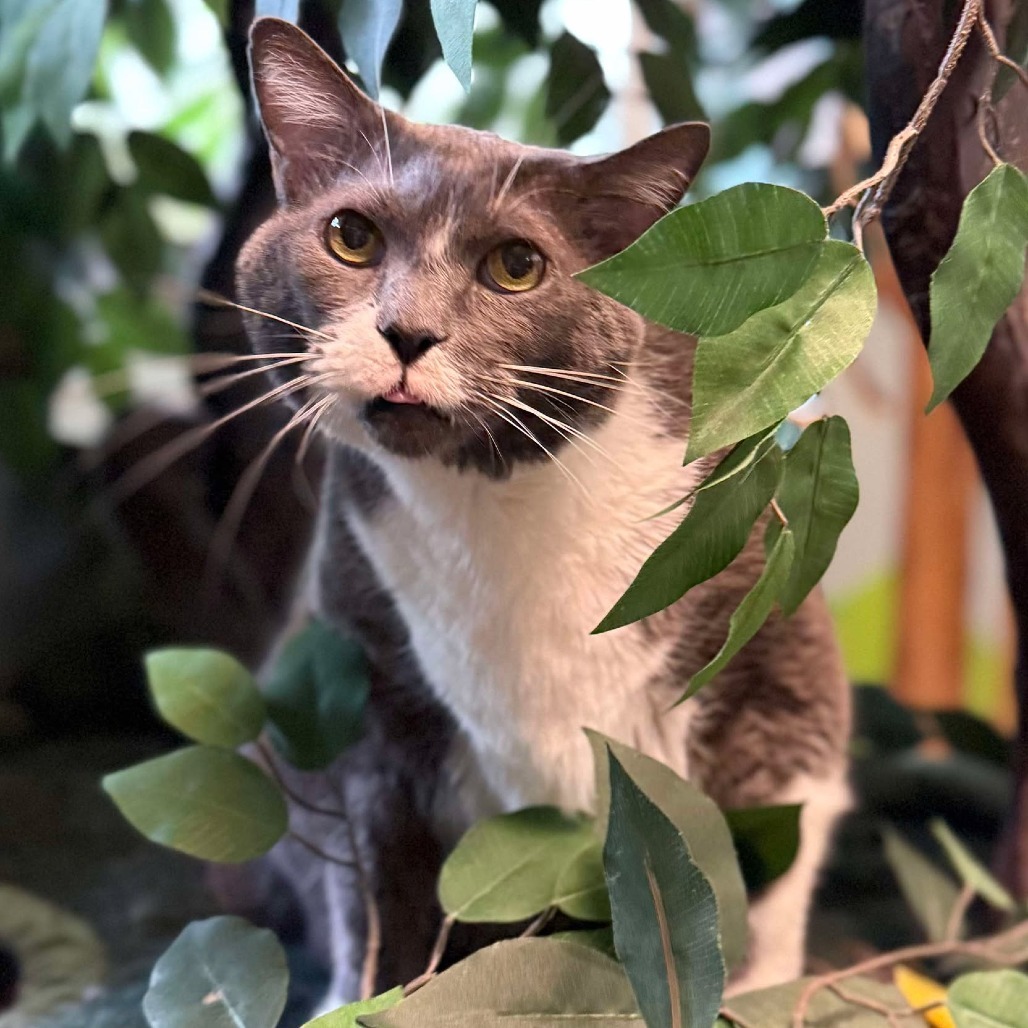 Bell 250788, an adoptable Domestic Short Hair in Escanaba, MI, 49829 | Photo Image 5