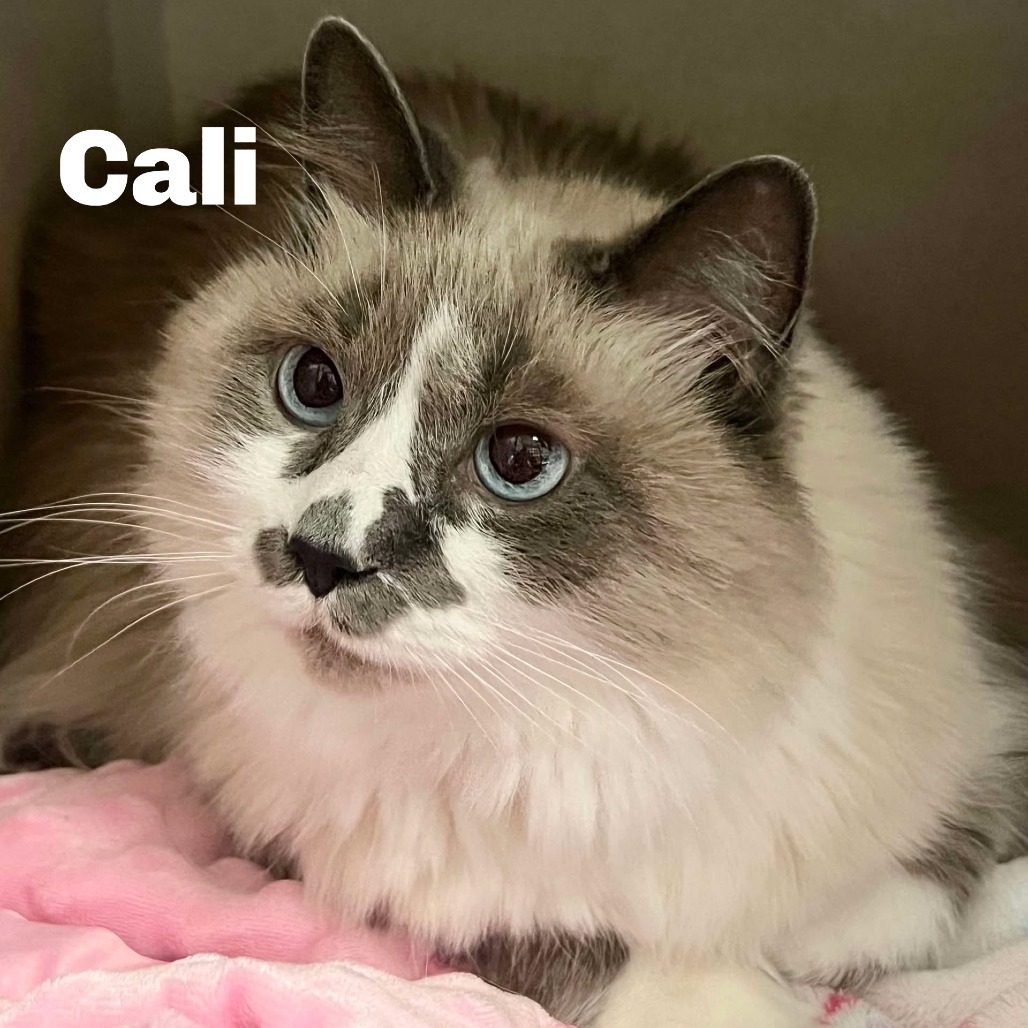 Cali 250764, an adoptable Domestic Long Hair in Escanaba, MI, 49829 | Photo Image 1
