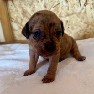 Mocha