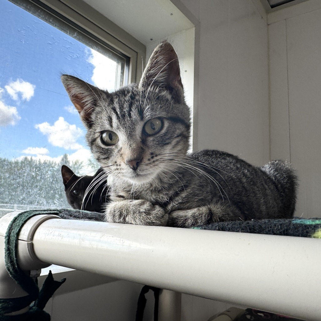 Harley, an adoptable Domestic Short Hair in Redwood Falls, MN, 56283 | Photo Image 1
