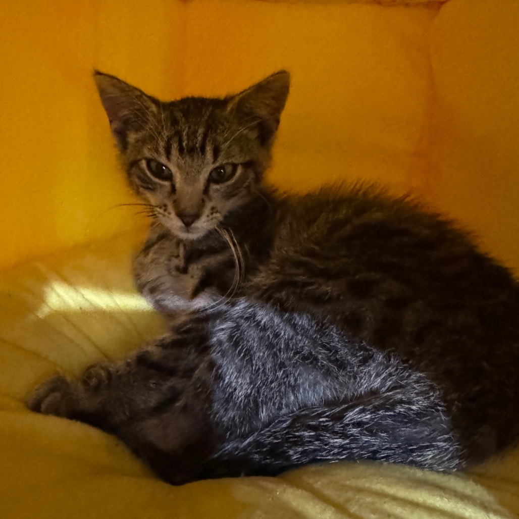 Harley, an adoptable Domestic Short Hair in Redwood Falls, MN, 56283 | Photo Image 2
