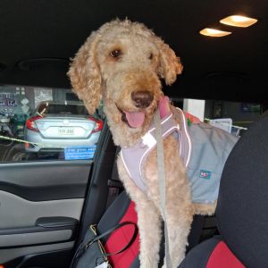Blossom (Benefactor Dog)