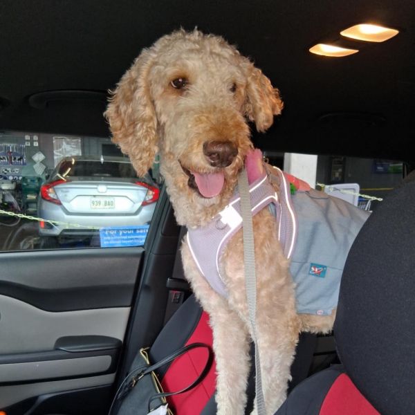 Blossom (Benefactor Dog)