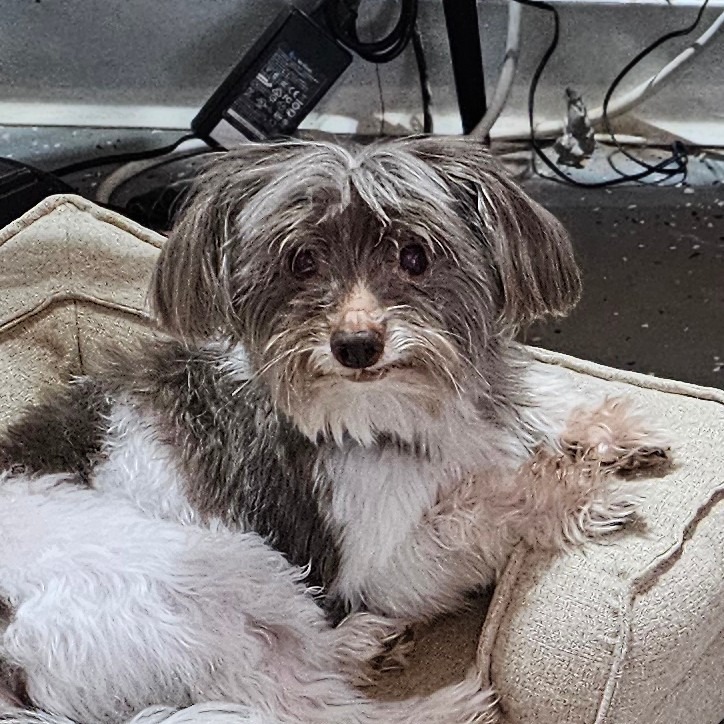 Marcus, an adoptable Havanese in Midland, TX, 79705 | Photo Image 1