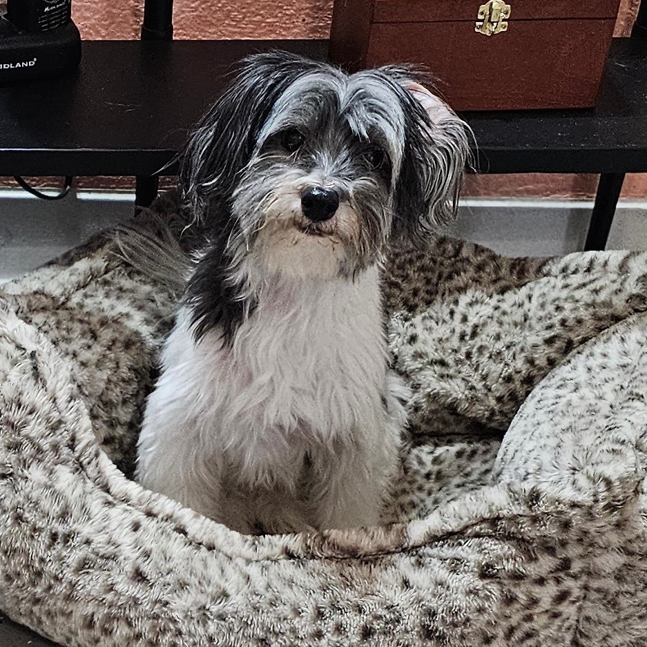 Michael, an adoptable Havanese in Midland, TX, 79705 | Photo Image 1