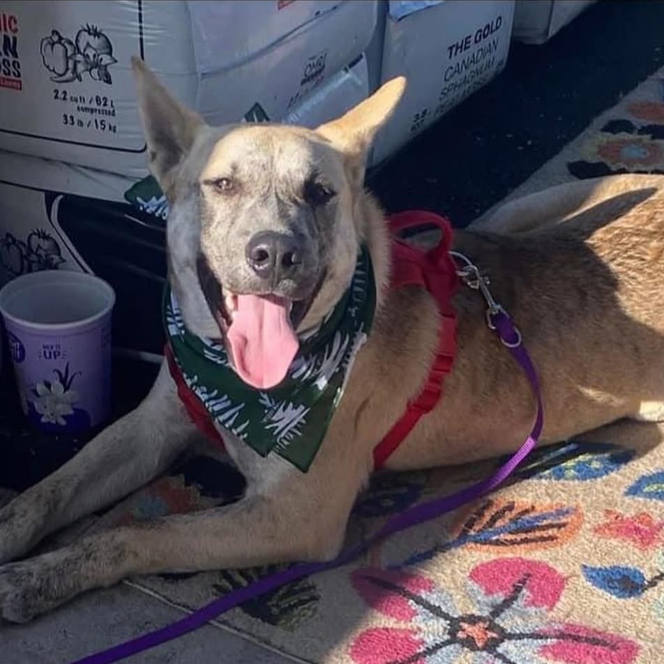 Tiki, an adoptable Boerboel, Husky in Boerne, TX, 78006 | Photo Image 1