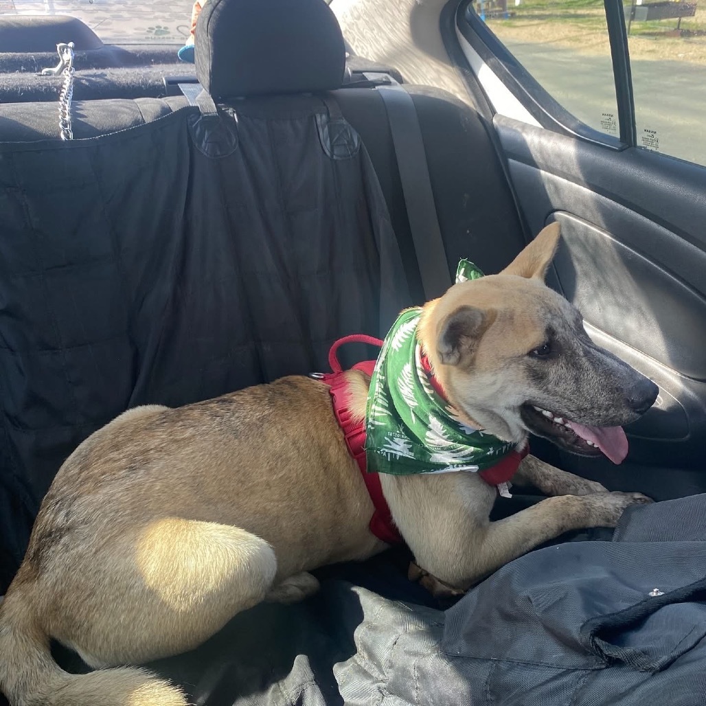 Tiki, an adoptable Boerboel, Husky in Boerne, TX, 78006 | Photo Image 2