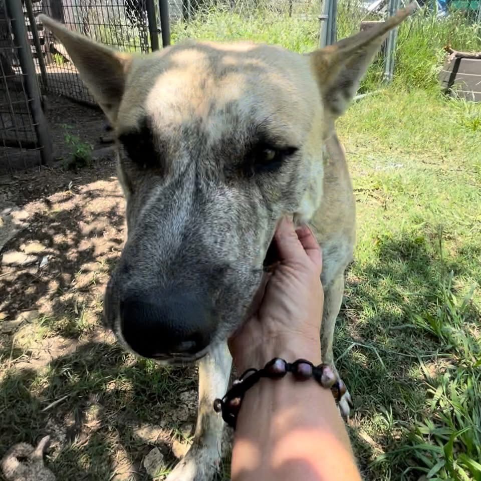 Tiki, an adoptable Boerboel, Husky in Boerne, TX, 78006 | Photo Image 3