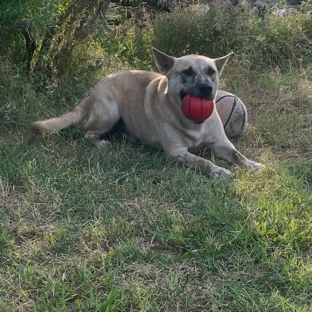 Tiki, an adoptable Boerboel, Husky in Boerne, TX, 78006 | Photo Image 4