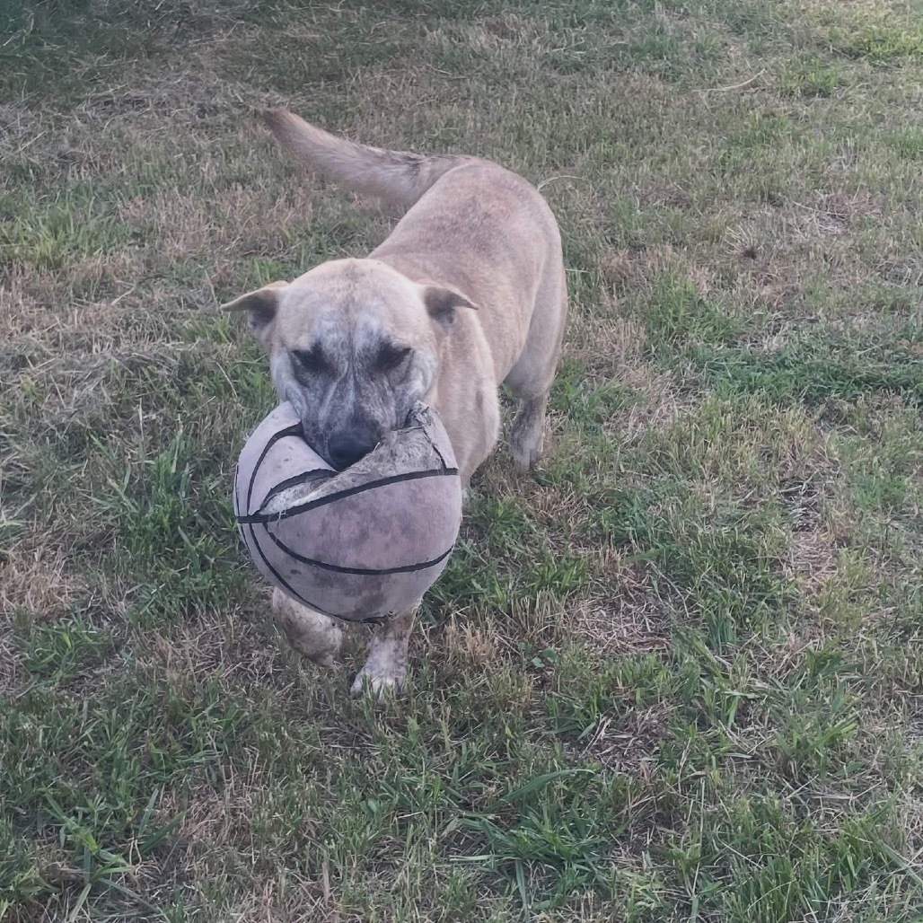 Tiki, an adoptable Boerboel, Husky in Boerne, TX, 78006 | Photo Image 5