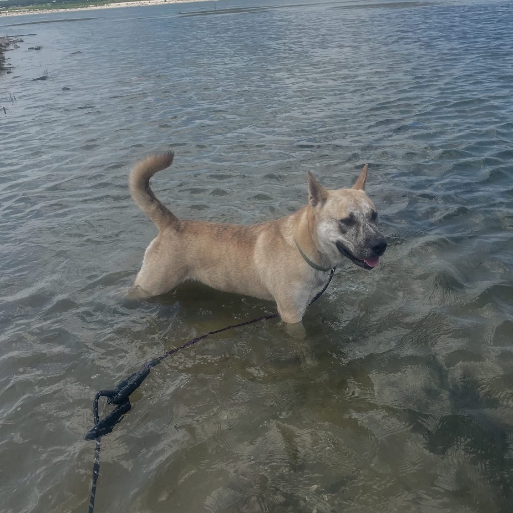 Tiki, an adoptable Boerboel, Husky in Boerne, TX, 78006 | Photo Image 6