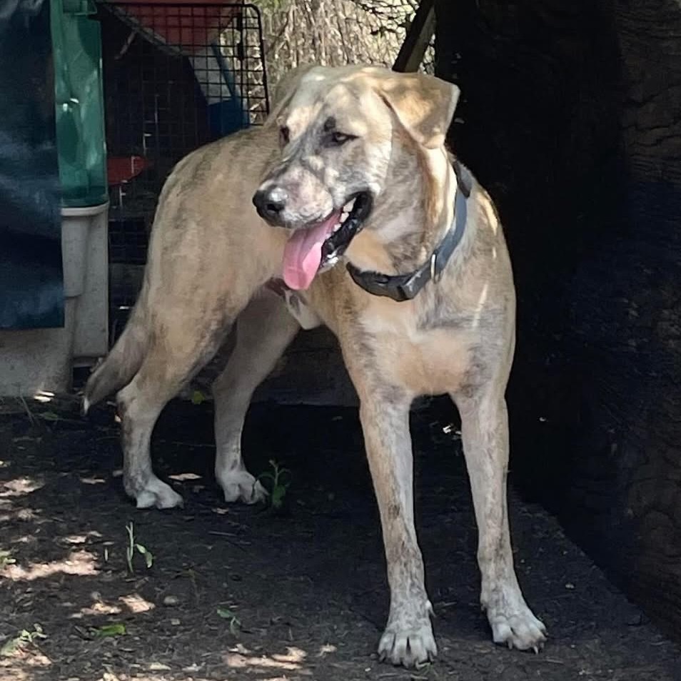 Sampson, an adoptable Boerboel, Husky in Boerne, TX, 78006 | Photo Image 1