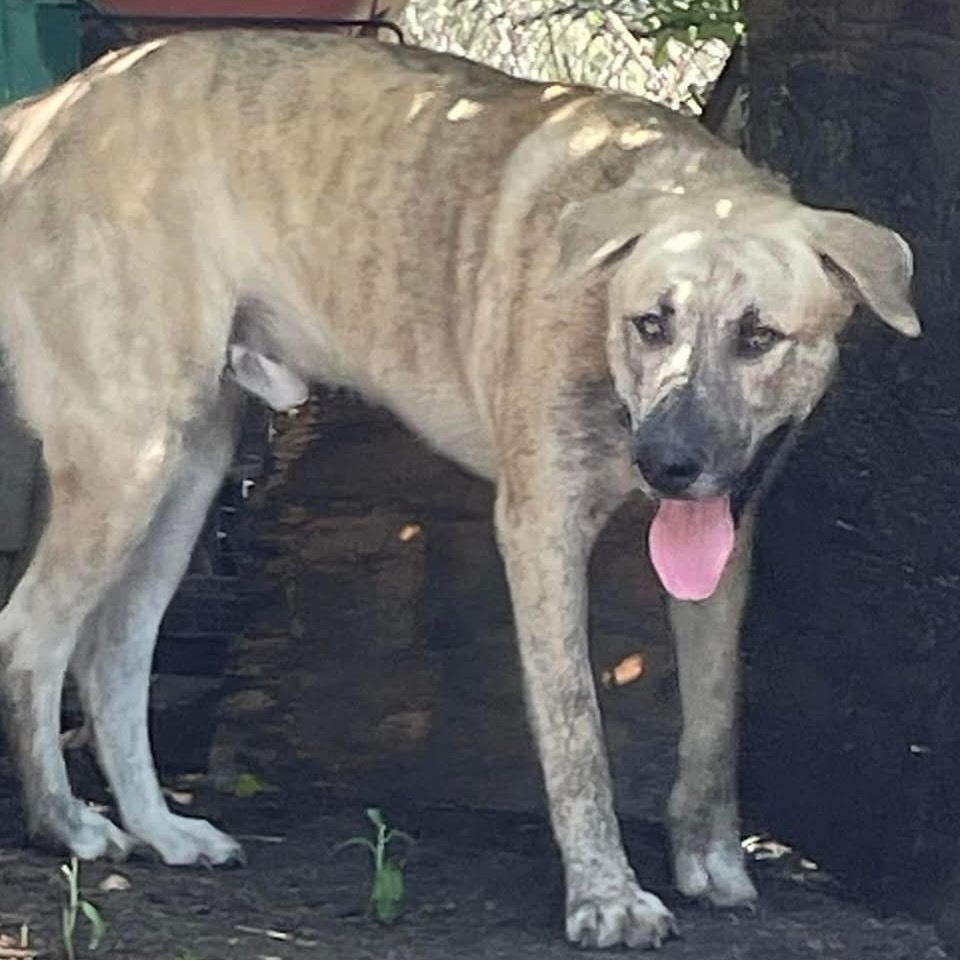 Sampson, an adoptable Boerboel, Husky in Boerne, TX, 78006 | Photo Image 2