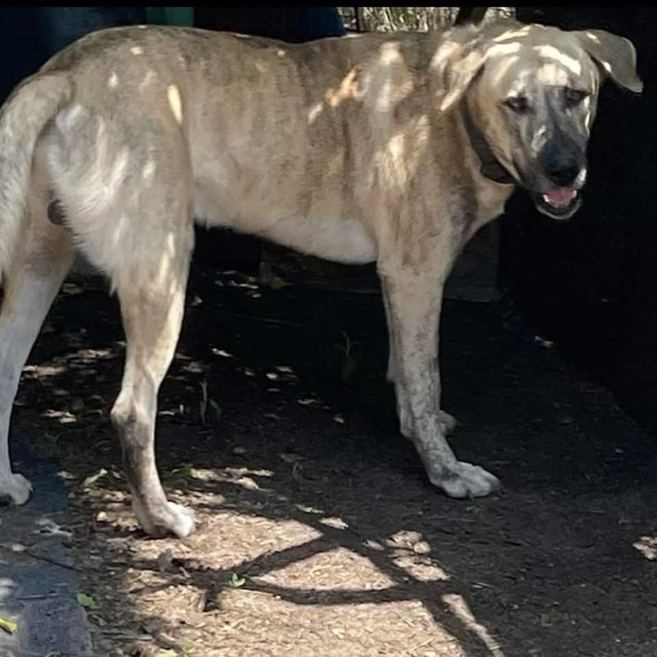 Sampson, an adoptable Boerboel, Husky in Boerne, TX, 78006 | Photo Image 3
