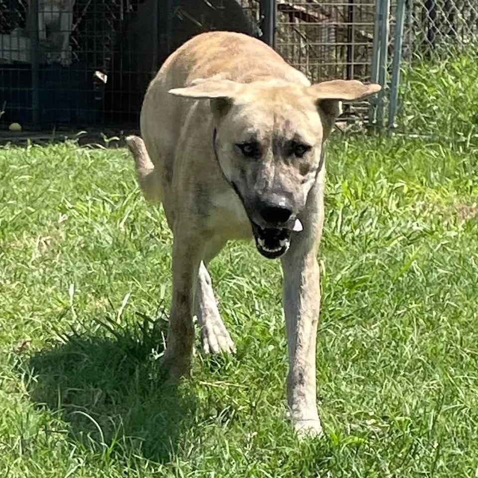 Sampson, an adoptable Boerboel, Husky in Boerne, TX, 78006 | Photo Image 4