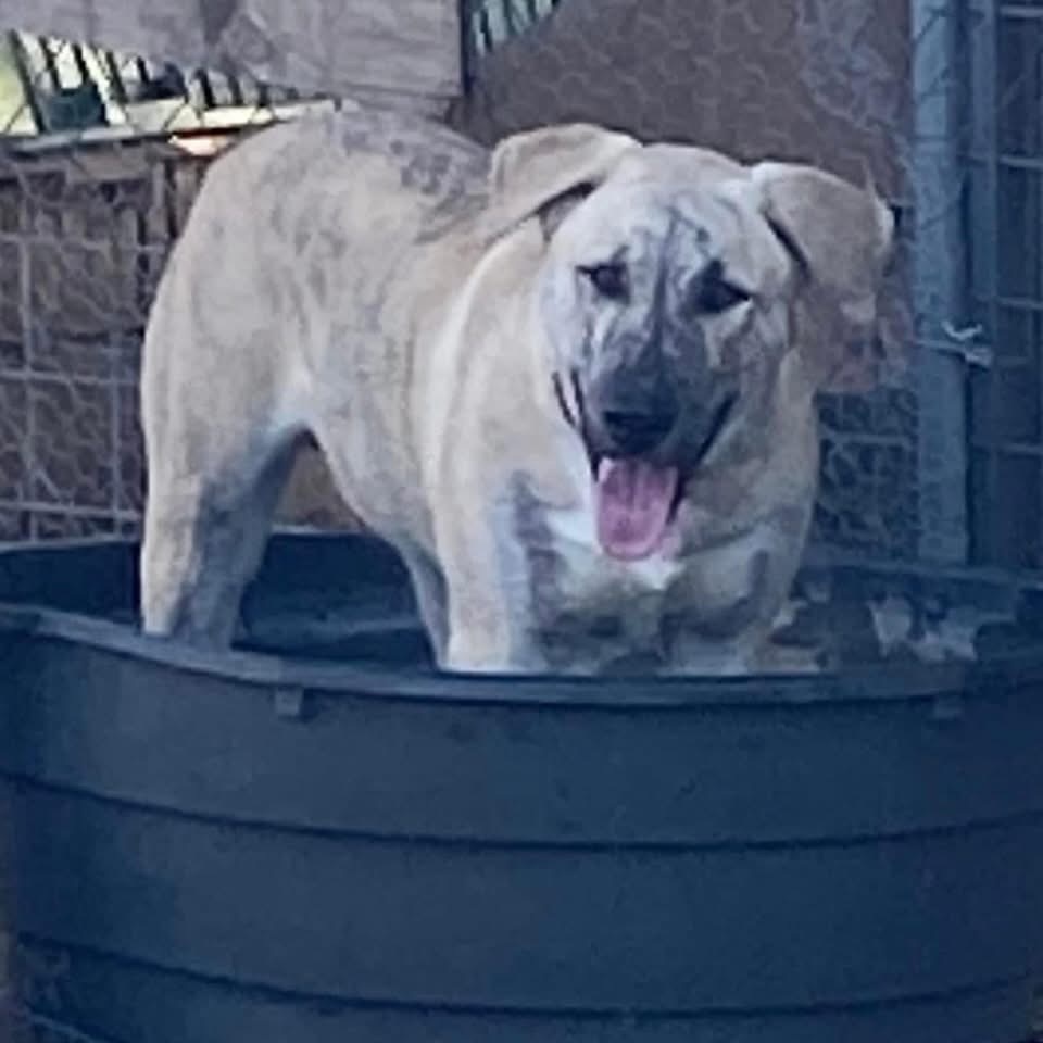 Sampson, an adoptable Boerboel, Husky in Boerne, TX, 78006 | Photo Image 5