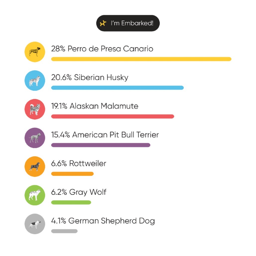 Sampson, an adoptable Boerboel, Husky in Boerne, TX, 78006 | Photo Image 6