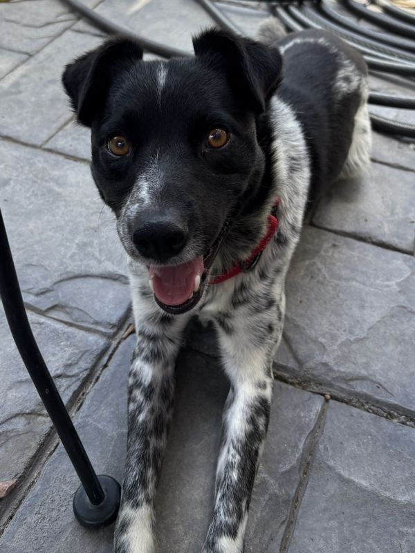 Spots